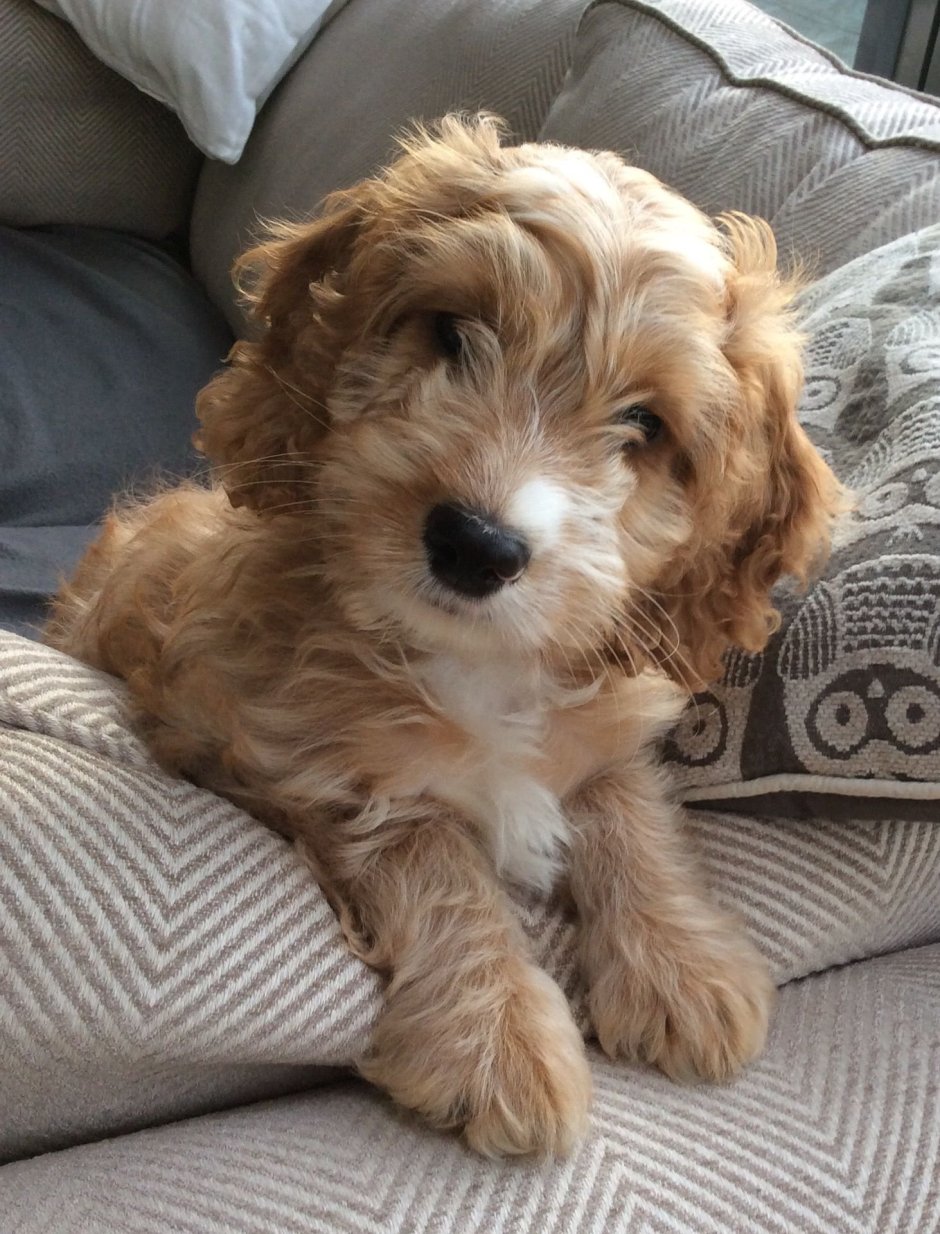 Кавапу собака