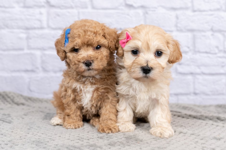 Кокапу f2 Шуга