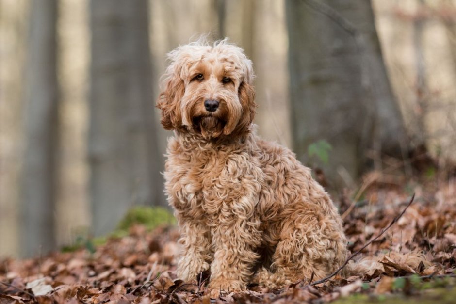 Кокапу Старая