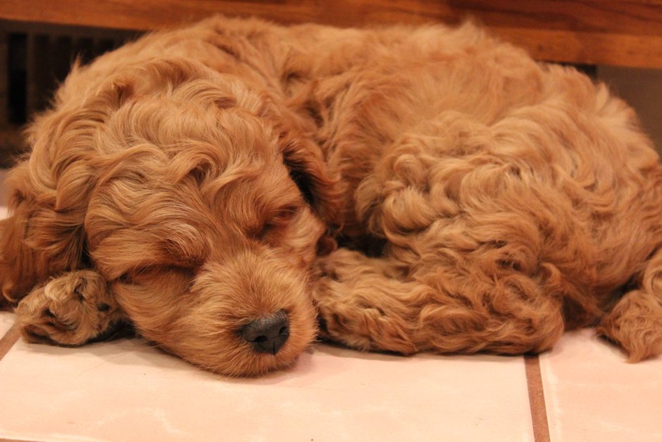 Смесь пуделя и кокер спаниеля