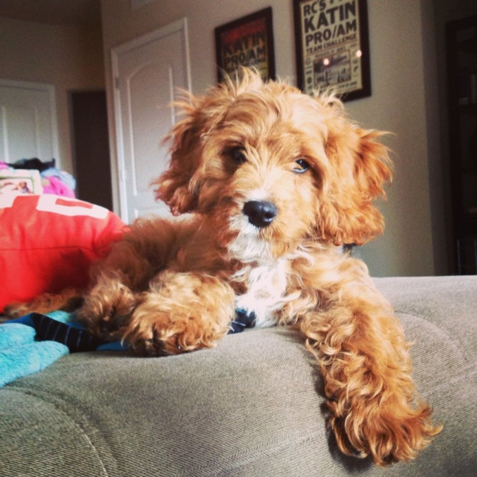 Кавапу собака