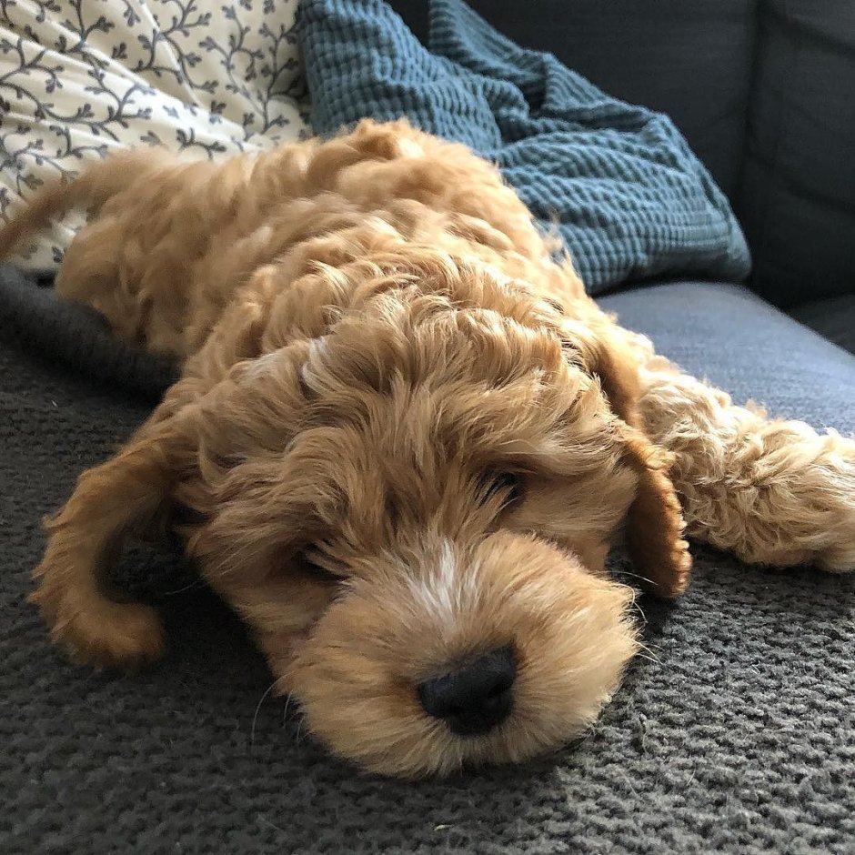 Кокапу собака купить в Минусинске