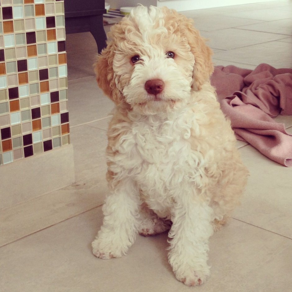 Кавапу собака