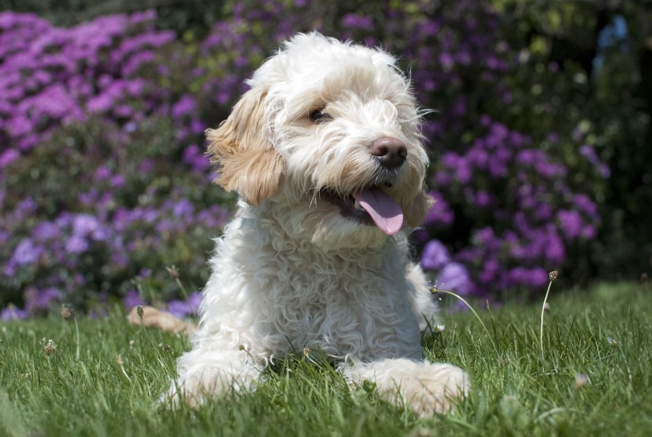 Метис пуделя и спаниеля