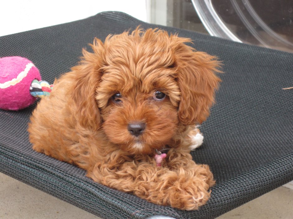 Кавудель Кавапу