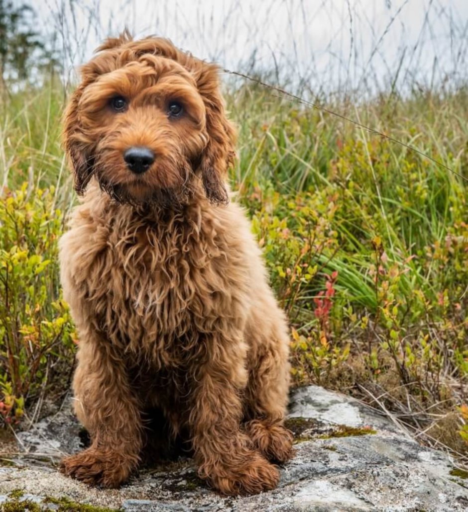 Cockapoo Puppies Scotland
