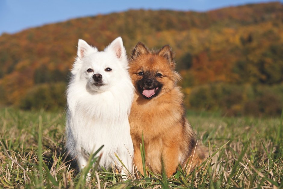 Buy the smallest Spitz in the USA пастила
