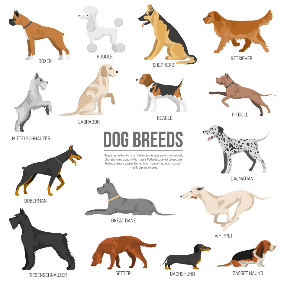 Dog Breeds icon Set