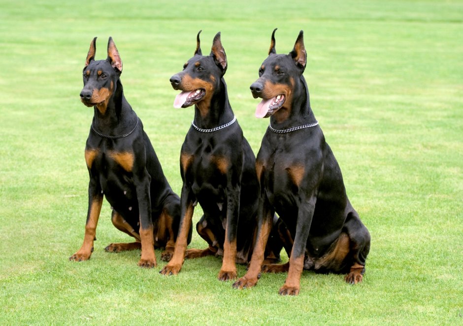 Beauceron Puppy