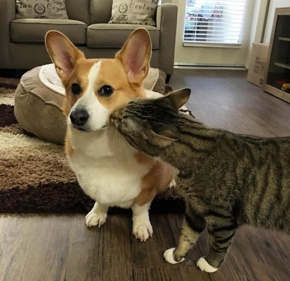 Манчкин и корги