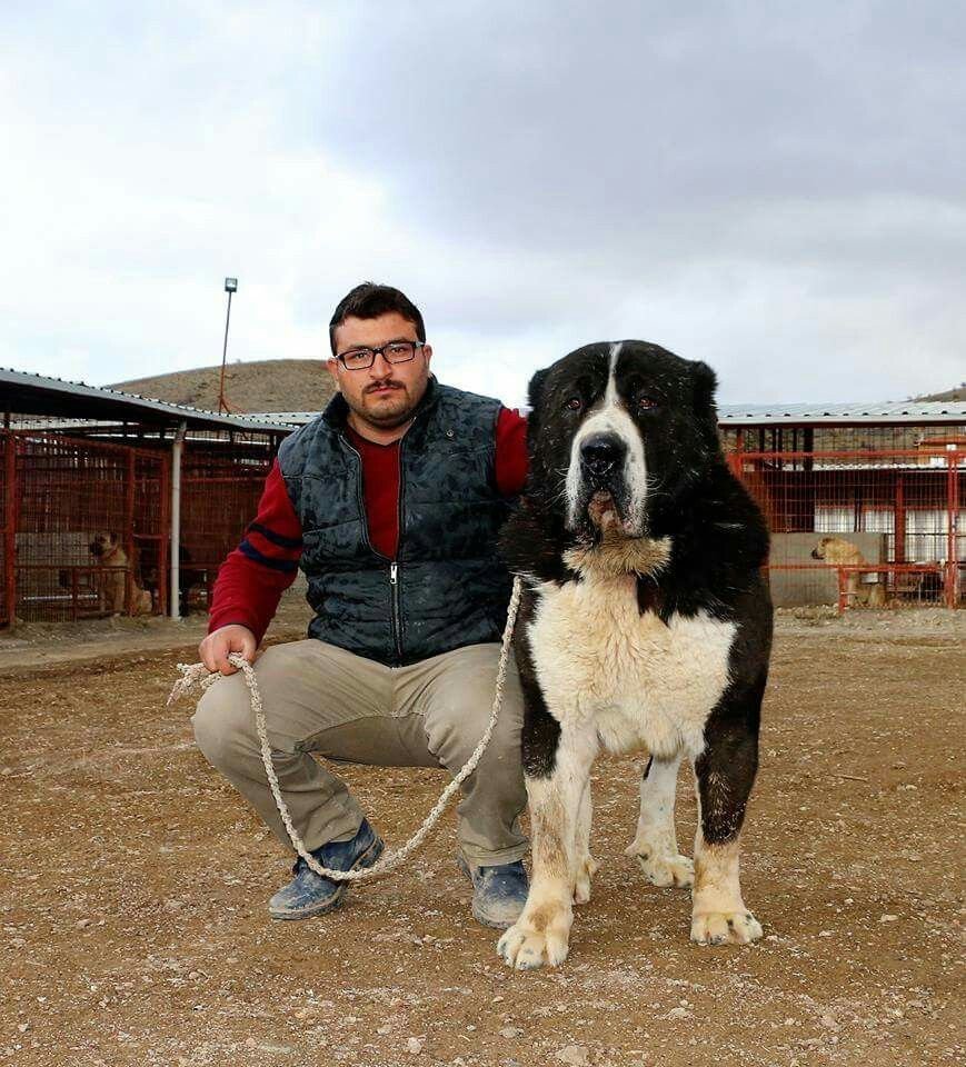 Алабай гигант