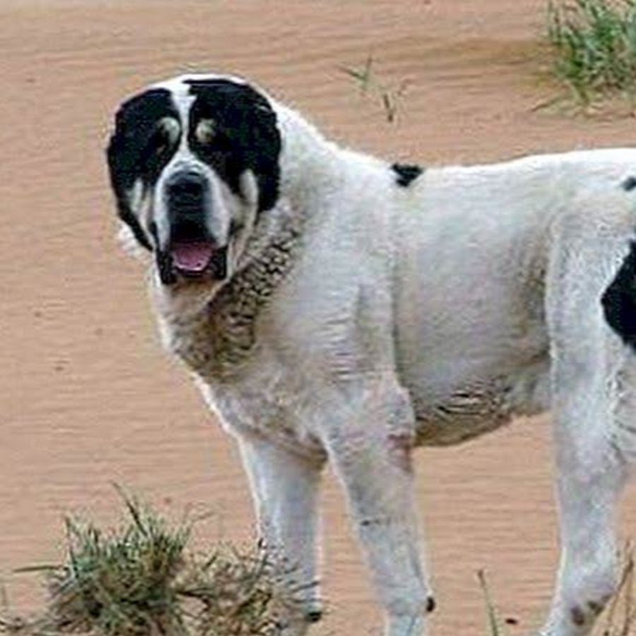 Среднеазиатская овчарка алабай бульдозер