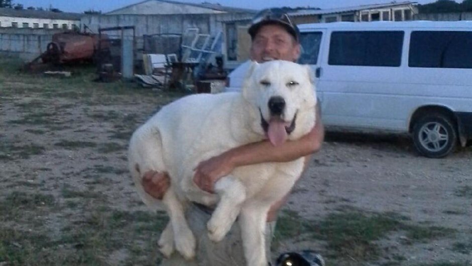 Алабай в полный рост