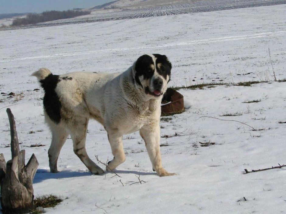 Среднеазиатская овчарка алабай бульдозер
