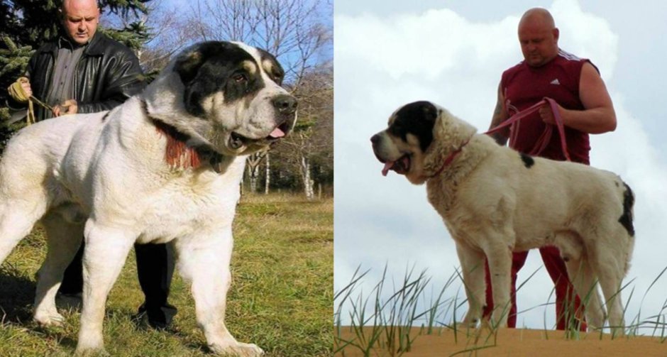 Среднеазиатская овчарка бульдозер