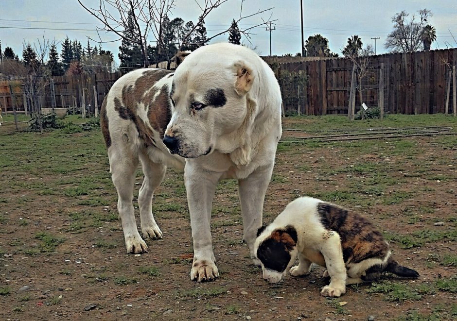 Среднеазиатских овчарок пастушьи