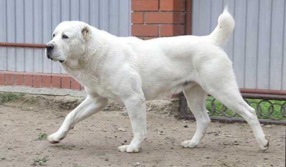 Чистокровный туркменский алабай