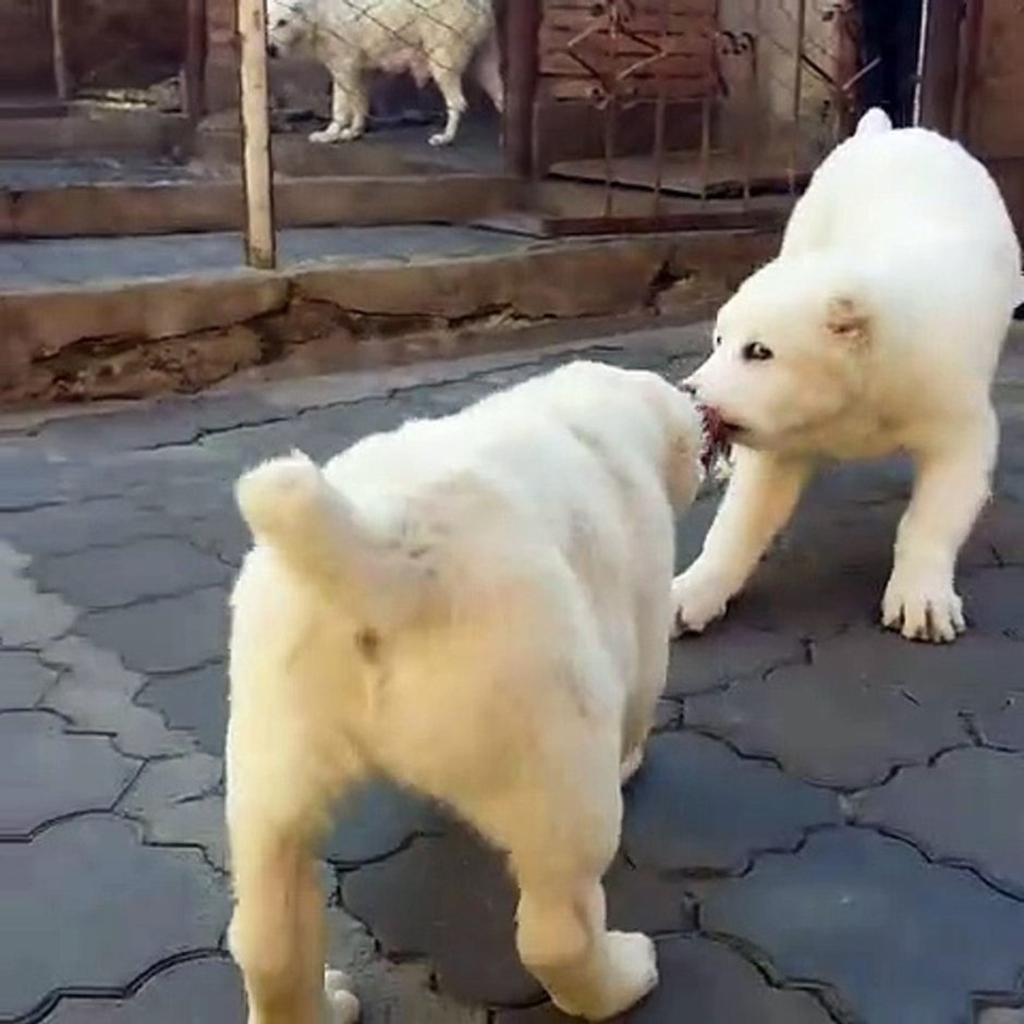 Алабай бульдозер на фоне других собак