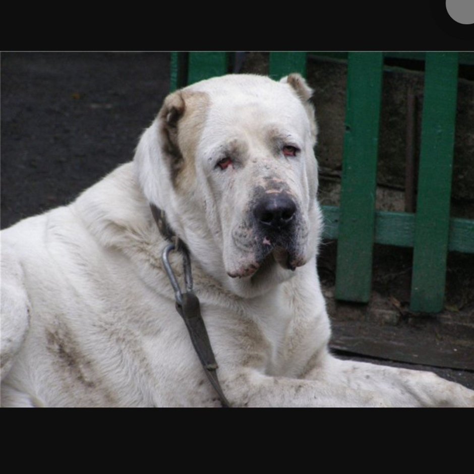 Среднеазиатская овчарка Шункар