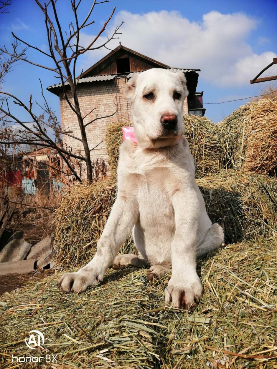 Алабая 3 месяца