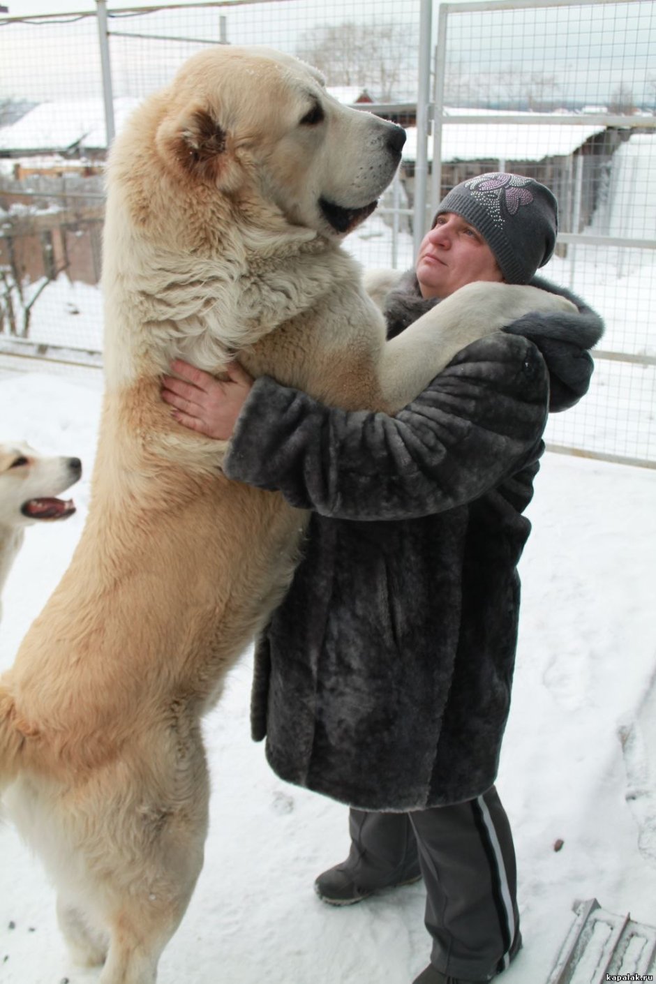 Среднеазиатская овчарка алабай вес