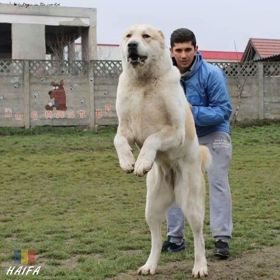 Туркменский алабай бульдозер