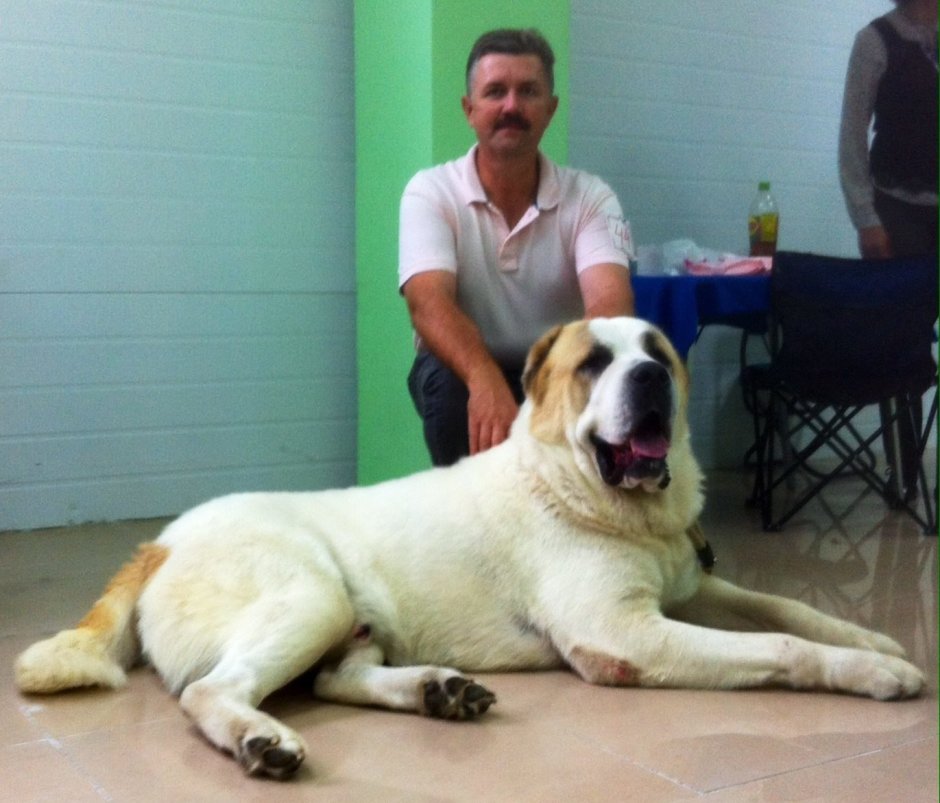 Бурибоссар собака