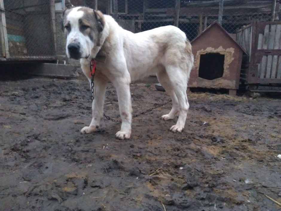 Бойцовская собака алабай бульдозер