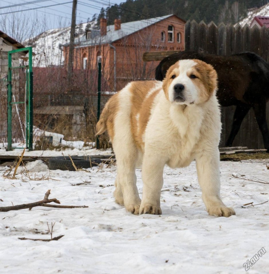 Среднеазиатская овчарка алабай бульдозер