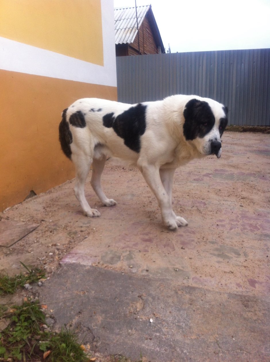 Алабай 120 кг бульдозер