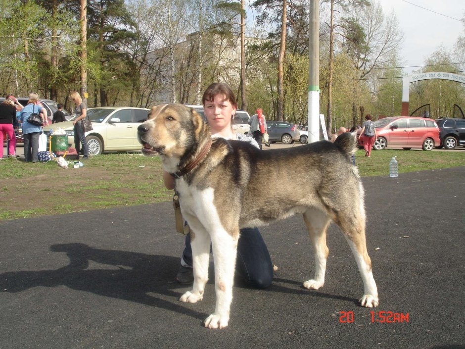 Бульдозер алабай чемпион