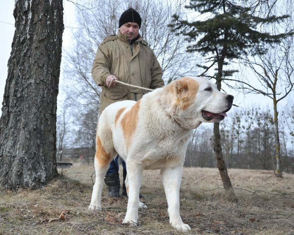 Максимальный вес алабая