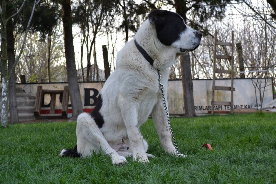 Алабай бульдозер