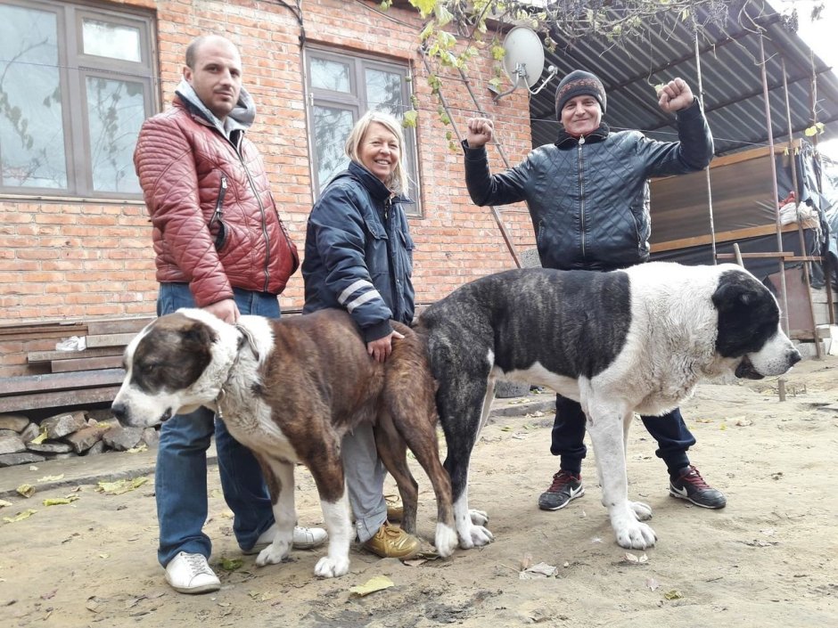 Алабай бульдозер