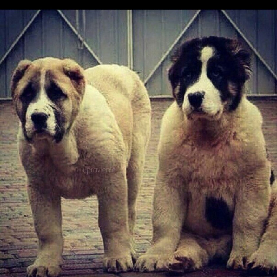 Армянский алабай Гампр