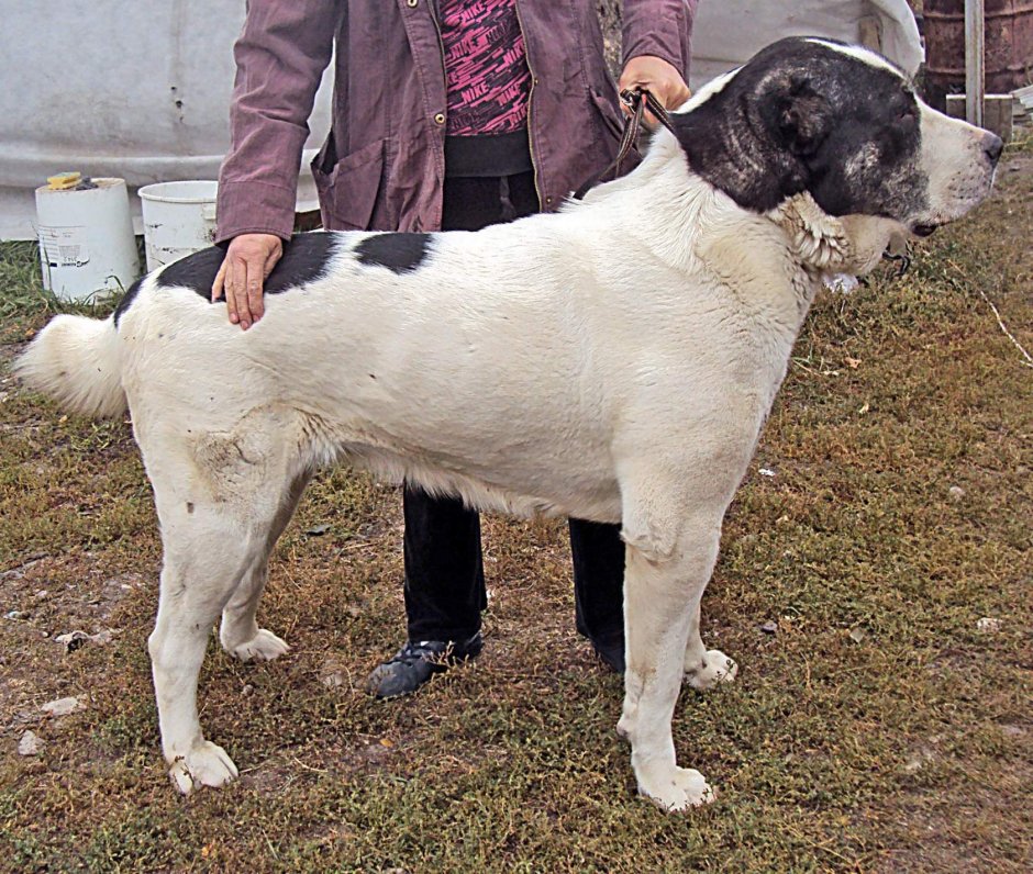Алабай бульдозер