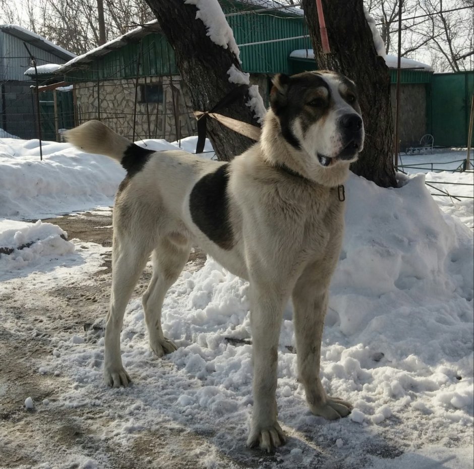 Метис питбуля и алабая