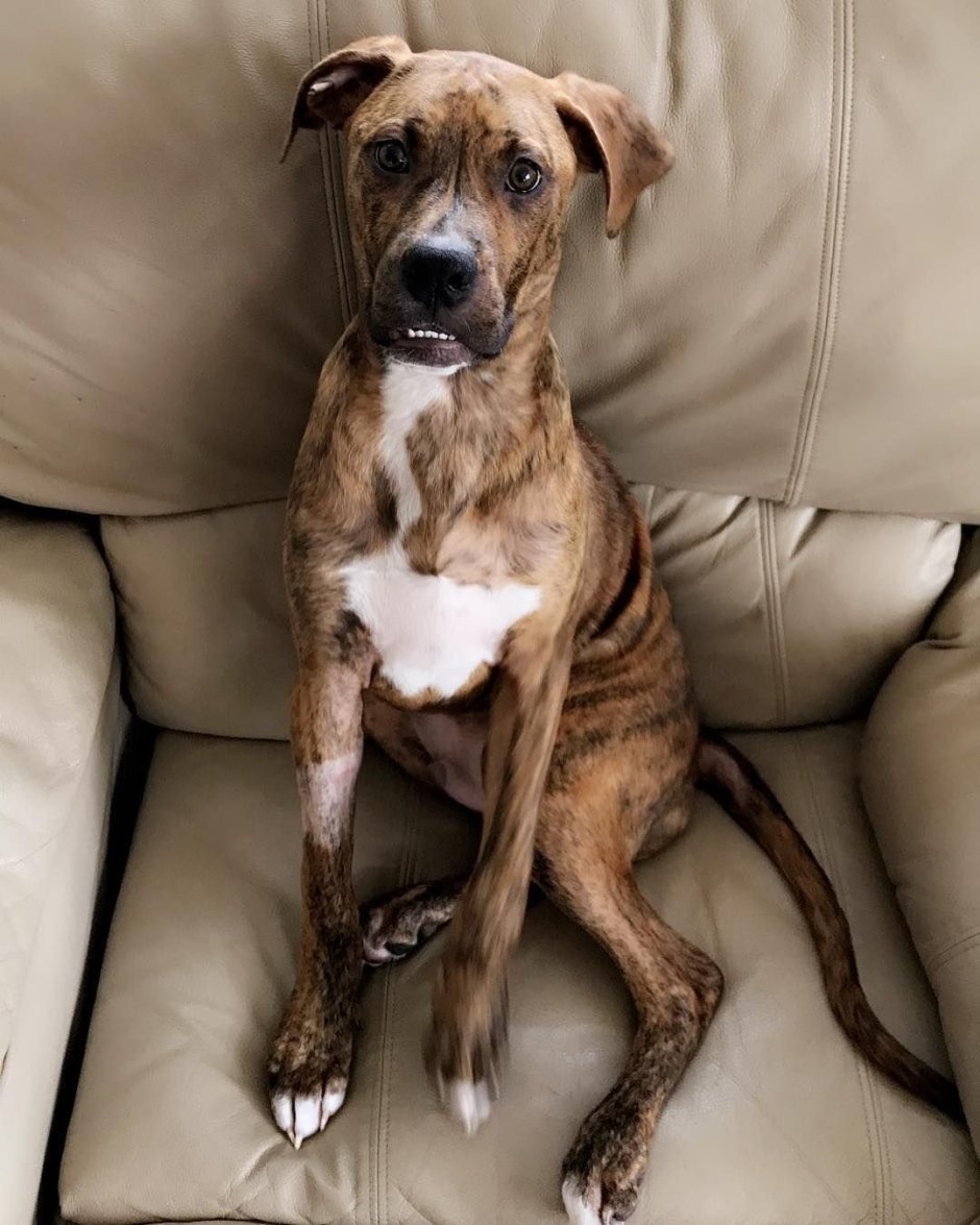 Brindle питбуль