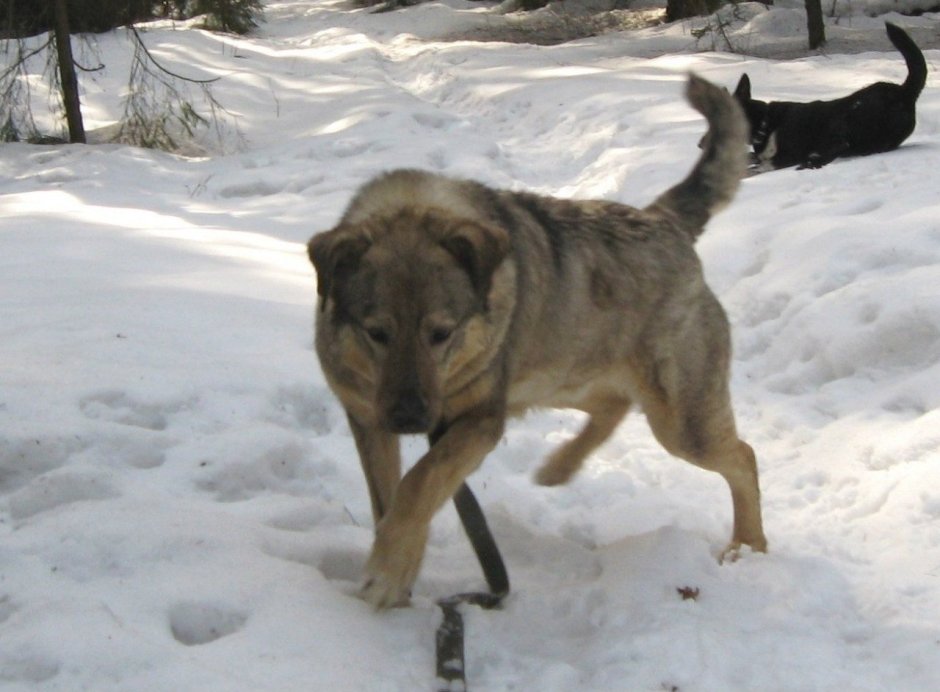 Метис волка и алабая