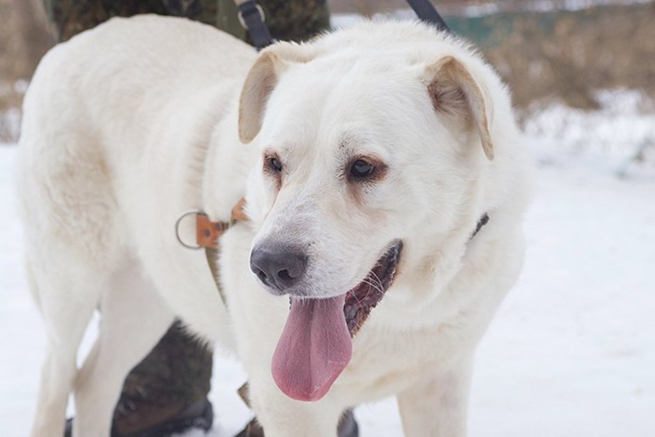 Алабай гладкошерстный