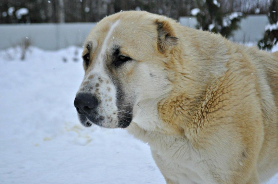 Восточно азиатская овчарка алабай