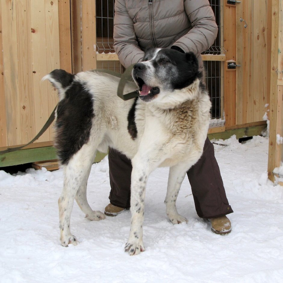 Алабай с лайкой
