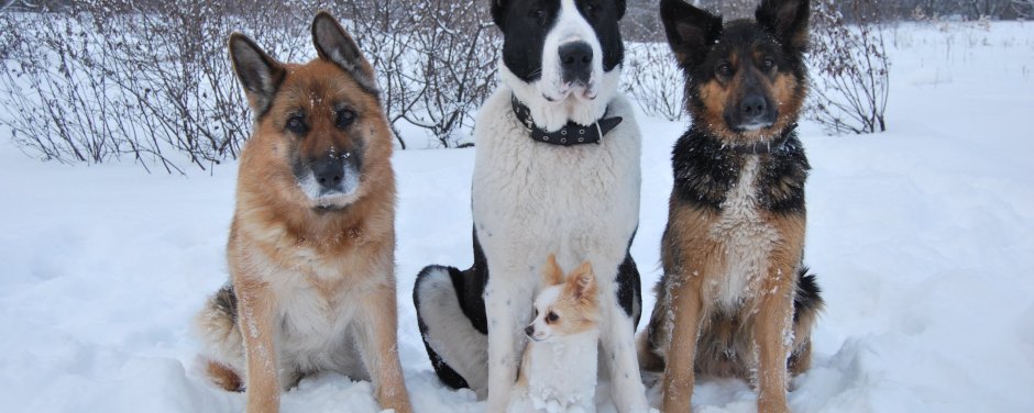 Метис корги и алабая