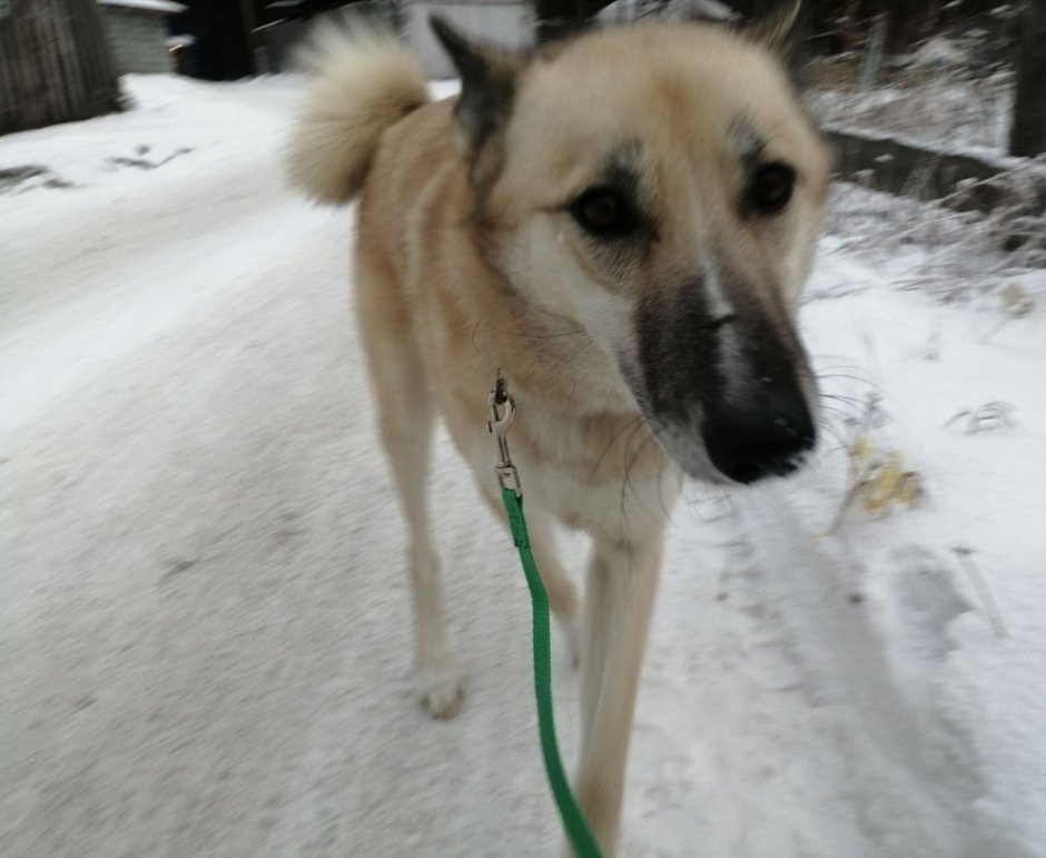 Помесь лайки с алабаем