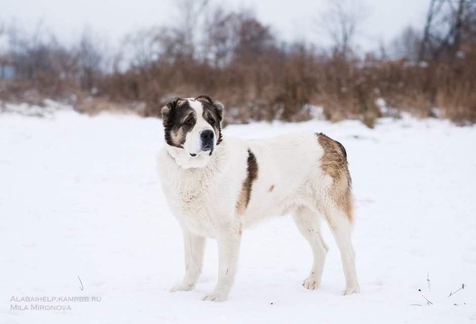 Помесь алабая и лайки