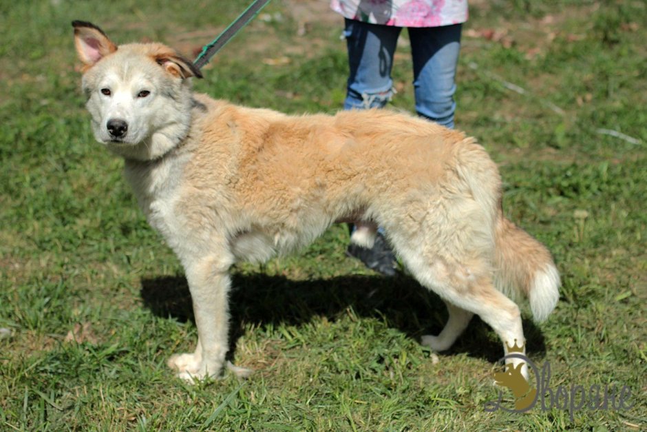 Алабай длинный язык