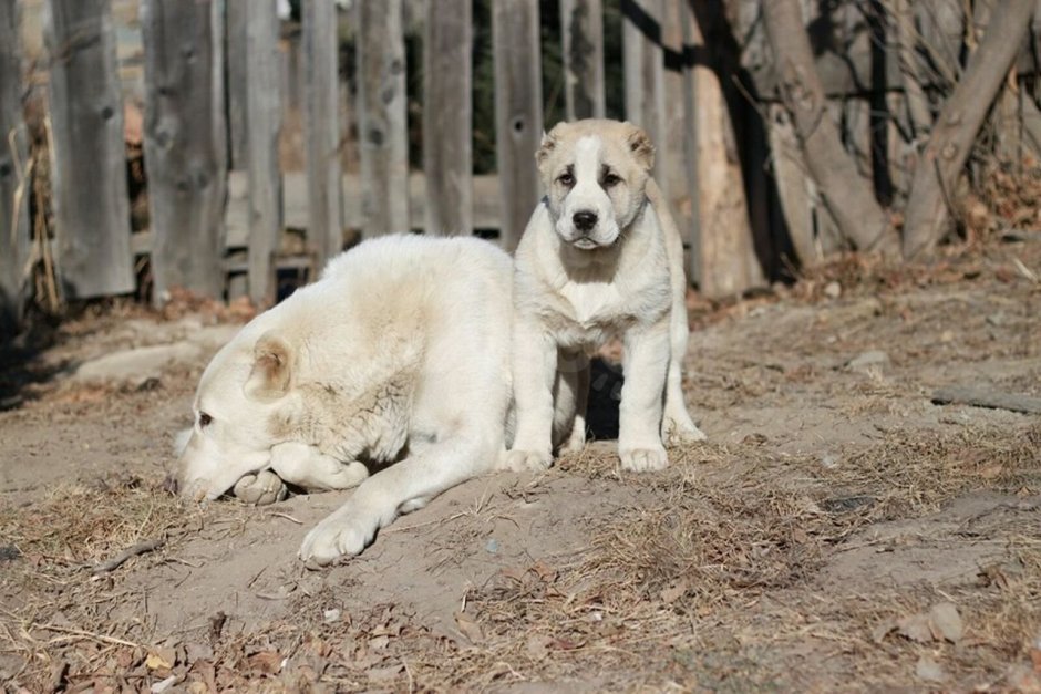 Среднеазиатская овчарка волкодав