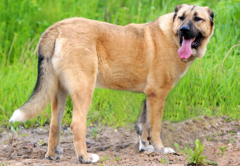 Помесь алабая