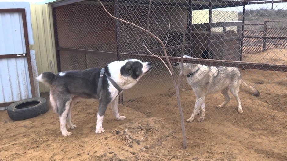 Гибрид алабая и волка