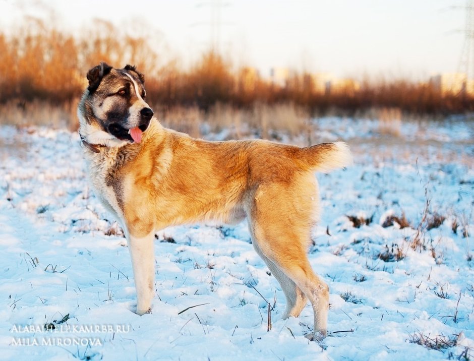 Среднеазиатская овчарка с лайкой